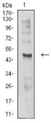 Western Blot: CHRND Antibody (1H1F9)BSA Free [NBP2-61733]
