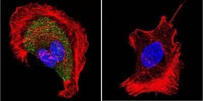 Immunocytochemistry/ Immunofluorescence: CHRND Antibody (88B) [NB120-2804]