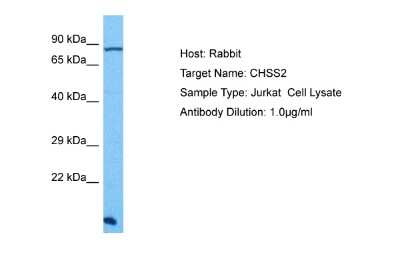 Western Blot: CHSS2 Antibody [NBP2-82687]