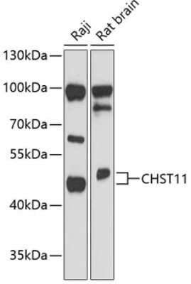 Western Blot: CHST11 AntibodyAzide and BSA Free [NBP2-92122]