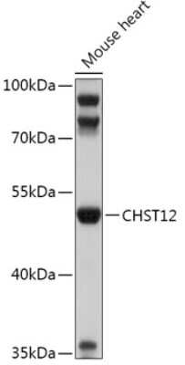 Western Blot: CHST12 AntibodyAzide and BSA Free [NBP2-92375]