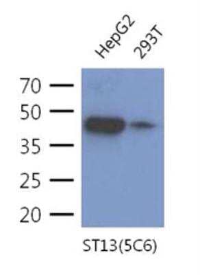 Western Blot: Hsp70 interacting protein HIP Antibody (5C6)BSA Free [NBP2-42671]