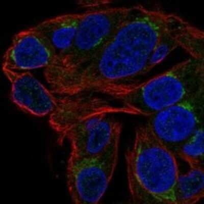 Immunocytochemistry/ Immunofluorescence: CHST13 Antibody [NBP3-17479]