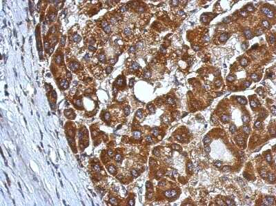 Immunohistochemistry-Paraffin: Carbohydrate Sulfotransferase 7/CHST7 Antibody [NBP2-15897]