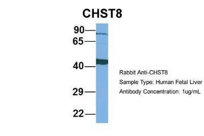 Western Blot: CHST8 Antibody [NBP1-62239]