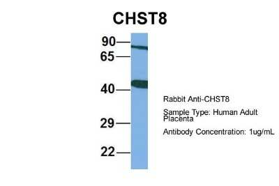 Western Blot: CHST8 Antibody [NBP1-69273]