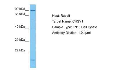 Western Blot: CHSY1 Antibody [NBP2-84679]