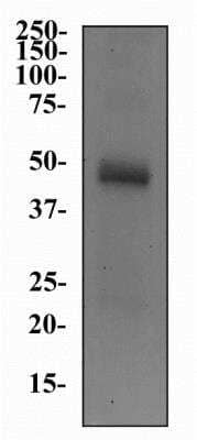 Western Blot: CHT1 Antibody (62-2E8) [NB110-74570]