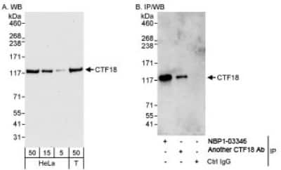 Western Blot: CHTF18 Antibody [NBP1-03346]