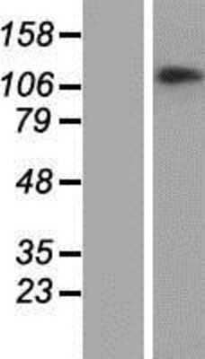 Western Blot: CHTF18 Overexpression Lysate [NBP2-06469]