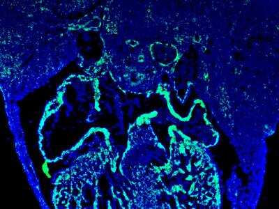 Immunohistochemistry-Frozen: CHTOP Antibody [NBP1-88085]