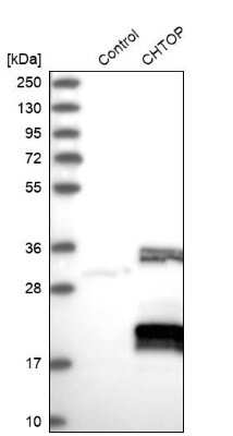 Western Blot: CHTOP Antibody [NBP1-88085]