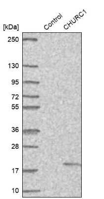 Western Blot: CHURC1 Antibody [NBP1-94125]