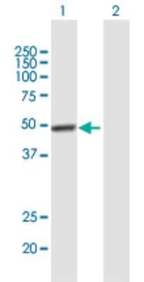 Western Blot: CHX10 Antibody [H00338917-B01P]