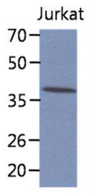 Western Blot: CIAO1 Antibody (6C9)BSA Free [NBP2-42631]