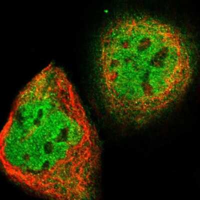 Immunocytochemistry/ Immunofluorescence: CIAO1 Antibody [NBP1-84474]