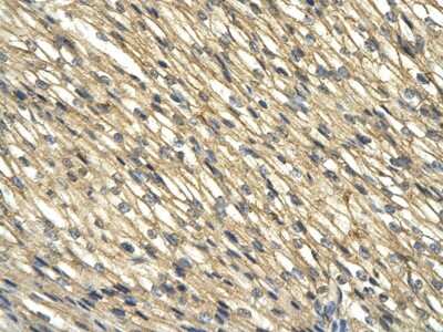 Immunohistochemistry-Paraffin: CIAO1 Antibody [NBP2-84681]