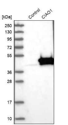 Western Blot: CIAO1 Antibody [NBP1-84474]