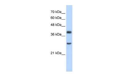 Western Blot: CIAO1 Antibody [NBP2-84681]