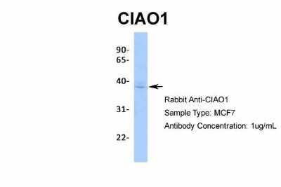 Western Blot: CIAO1 Antibody [NBP2-84682]