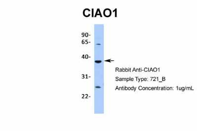 Western Blot: CIAO1 Antibody [NBP2-84682]