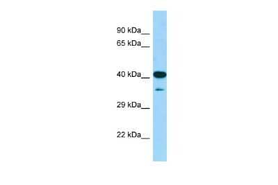 Western Blot: CIAO1 Antibody [NBP2-84683]