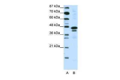 Western Blot: CIAO1 Antibody [NBP2-84684]