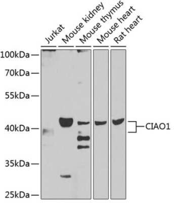 Western Blot: CIAO1 AntibodyBSA Free [NBP2-92804]