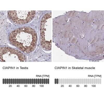 Immunohistochemistry-Paraffin: CIAPIN1 Antibody [NBP1-89096]