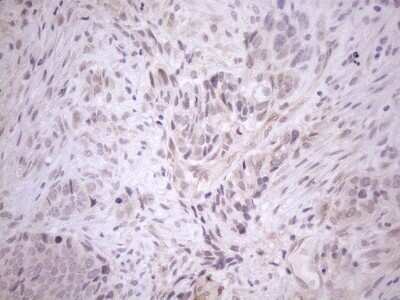 Immunohistochemistry: CIAPIN1 Antibody (OTI5A6) - Azide and BSA Free [NBP2-72072]