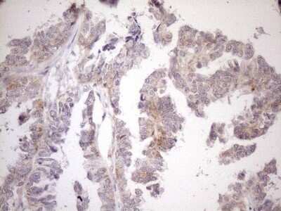 Immunohistochemistry: CIAPIN1 Antibody (OTI5A6) - Azide and BSA Free [NBP2-72072]