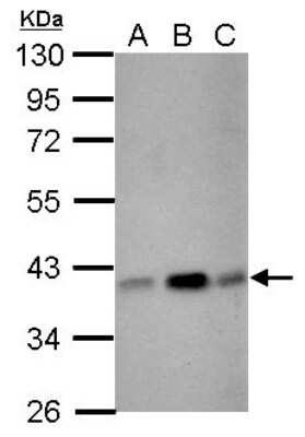 Western Blot: CIAPIN1 Antibody [NBP2-15901]