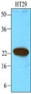 Western Blot: CIB1 Antibody (1D1)BSA Free [NBP1-04279]