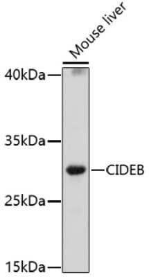 Western Blot: CIDEB AntibodyAzide and BSA Free [NBP2-92348]