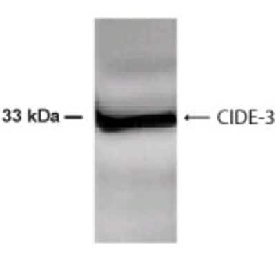 Western Blot: CIDEC AntibodyBSA Free [NB100-430]