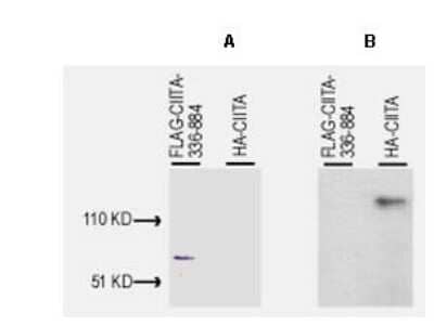 Western Blot: CIITA Antibody(1-333 aa) [NBP1-77806]