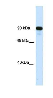 Western Blot: CIITA Antibody [NBP1-91543]