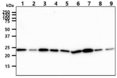 Western Blot: CINP Antibody (1G10)BSA Free [NBP2-59486]