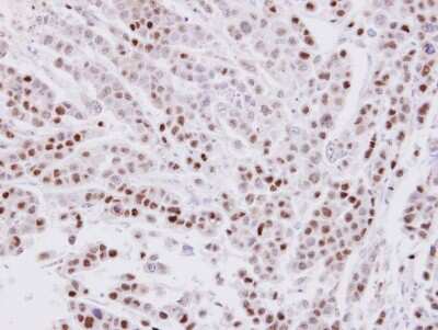 Immunohistochemistry-Paraffin: CIP29 Antibody [NBP1-32511]