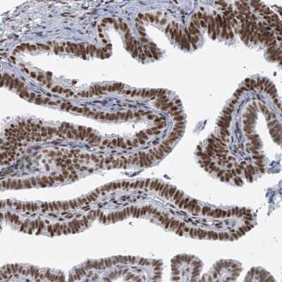 Immunohistochemistry-Paraffin: CIP29 Antibody [NBP1-91788]
