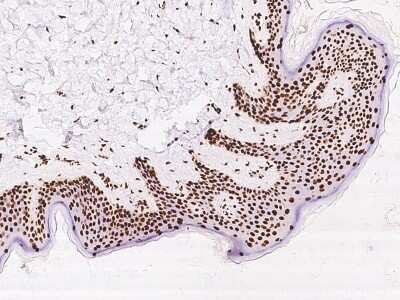 Immunohistochemistry-Paraffin: CIP29 Antibody [NBP2-97653]