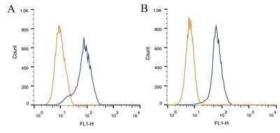 Flow Cytometry: CIP2A Antibody (2G10) - Azide and BSA Free [NBP2-80670]