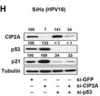 Knockdown Validated: CIP2A Antibody (2G10) - Azide and BSA Free [NBP2-80670]