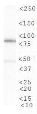 Western Blot: CIP2A Antibody (2G10)Azide and BSA Free [NBP2-80670]