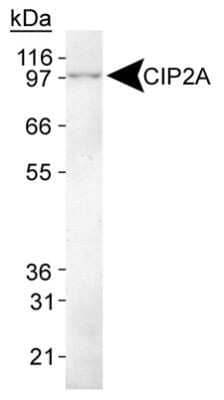 Western Blot: CIP2A Antibody (2G10)Azide and BSA Free [NBP2-80670]