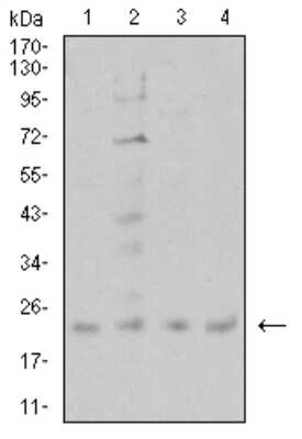 Western Blot: CIRBP Antibody (6E12B3)BSA Free [NBP2-61734]
