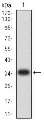 Western Blot: CIRBP Antibody (6E12D5)BSA Free [NBP2-61735]