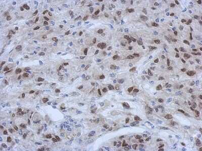 Immunohistochemistry-Paraffin: CIRBP Antibody [NBP2-15905]