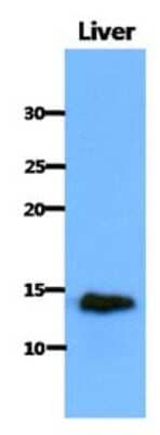 Western Blot: CISD1 Antibody (1A8)BSA Free [NBP2-22567]