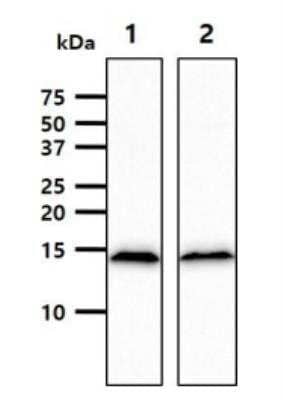 Western Blot: CISD1 Antibody (1A8)BSA Free [NBP2-22567]